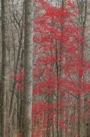 Forest;Trees;Leaves;Leaf;Plants;Woods;Bark;Outdoors;Nature;Natural;Woodland;Abst